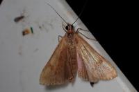 Nomophila noctuella