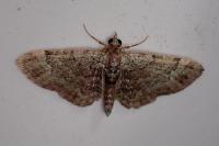 Pasiphila rectangulata