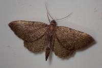 Philereme vetulata