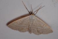 Scopula immutata