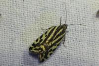 Emmelia trabealis