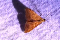 Endotricha flammealis