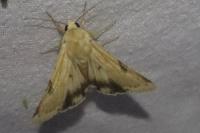 Heliothis peltigera