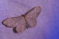 Idaea