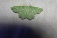 Thalera fimbrialis