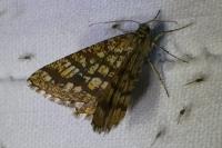 Chiasmia clathrata