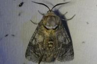 Cossus cossus