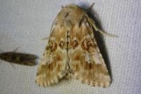 Eremobia ochroleuca