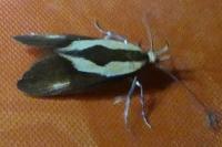 Harpella forficella