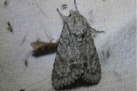 Acronicta aceris
