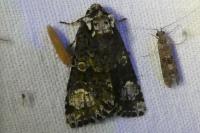 Craniophora ligustri