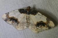 Ligdia adustata