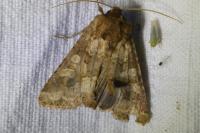 Conisania luteago