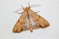 Apamea lithoxylaea