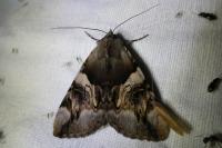Catocala fulminea