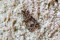 Eudonia mercurella
