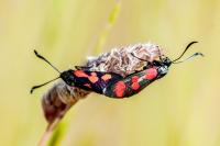Zygaena