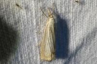 Chrysoteuchia culmella