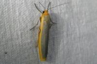 Manulea complana