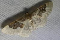 Idaea rusticata
