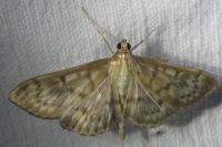 Patania ruralis