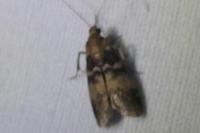 Euzophera pinguis