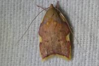Carcina quercana
