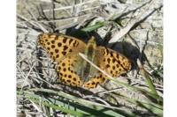 Issoria lathonia