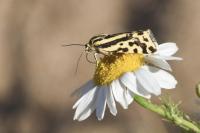 Emmelia trabealis