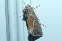 Macdunnoughia confusa