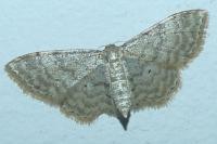 Idaea fuscovenosa