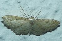 Idaea fuscovenosa