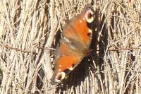 Aglais io