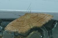 Idaea ochrata