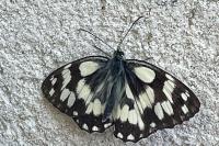 Melanargia galathea