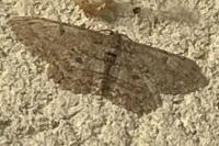 Hypomecis punctinalis