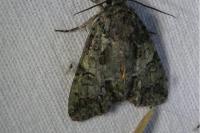Polyphaenis sericata