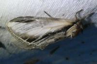Pheosia tremula