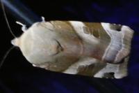 Noctua fimbriata