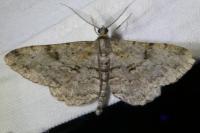 Peribatodes rhomboidaria