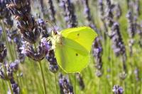 Gonepteryx rhamni