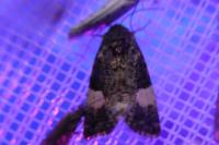 Tyta luctuosa