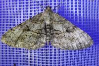 Peribatodes rhomboidaria