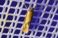 Batia lunaris