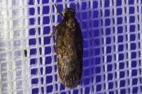 Depressaria