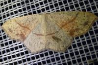 Cyclophora punctaria