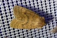 Hoplodrina octogenaria