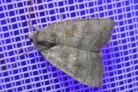 Ipimorpha subtusa