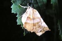 Selenia dentaria