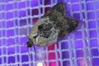Acleris variegana